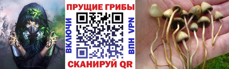 Псилоцибиновые грибы ЛСД  darknet формула  Нальчик  где купить наркоту 